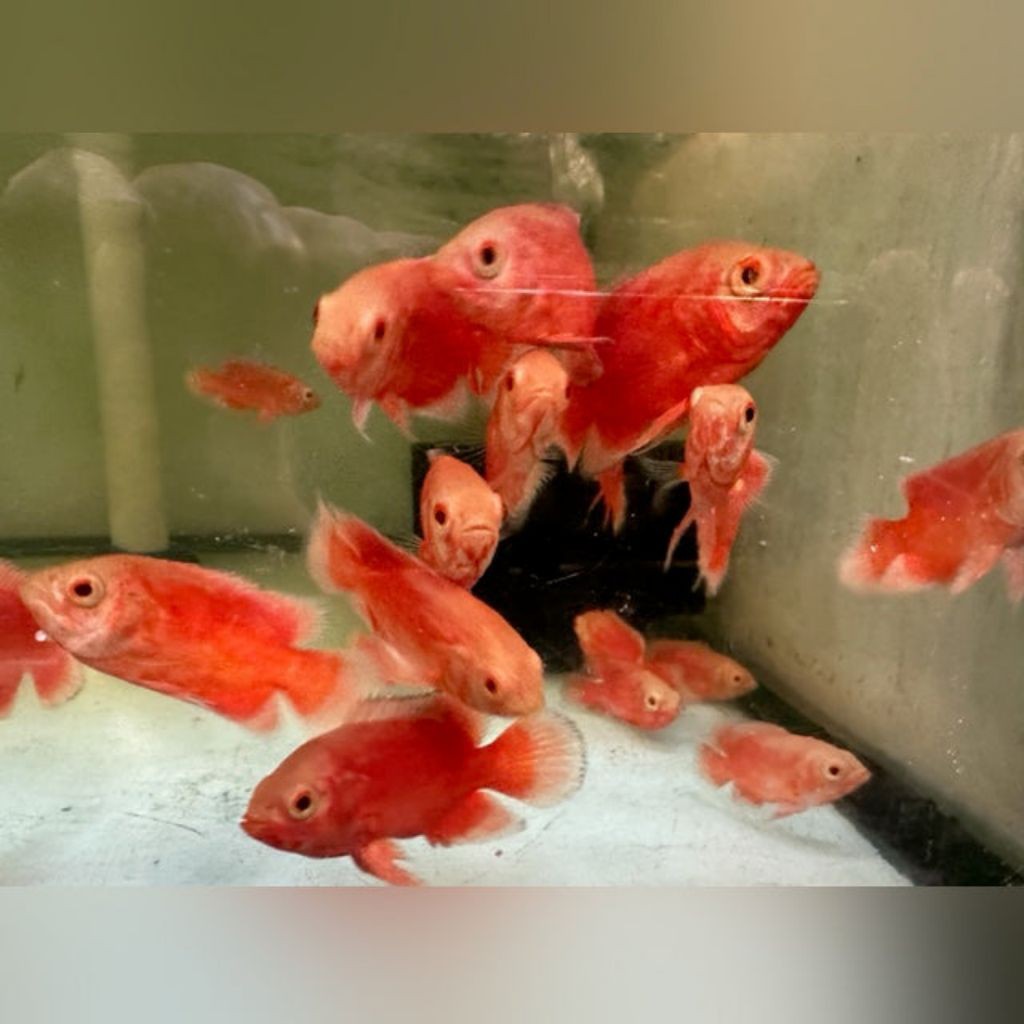 Oscar Red Paris Ikan Hias Chili 2jari aslimerah pedas