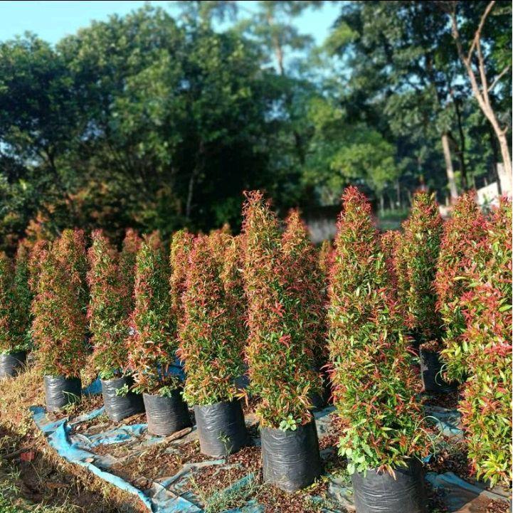 Tanaman hias Pucuk Merah - pucuk merah tinggi 1 meter