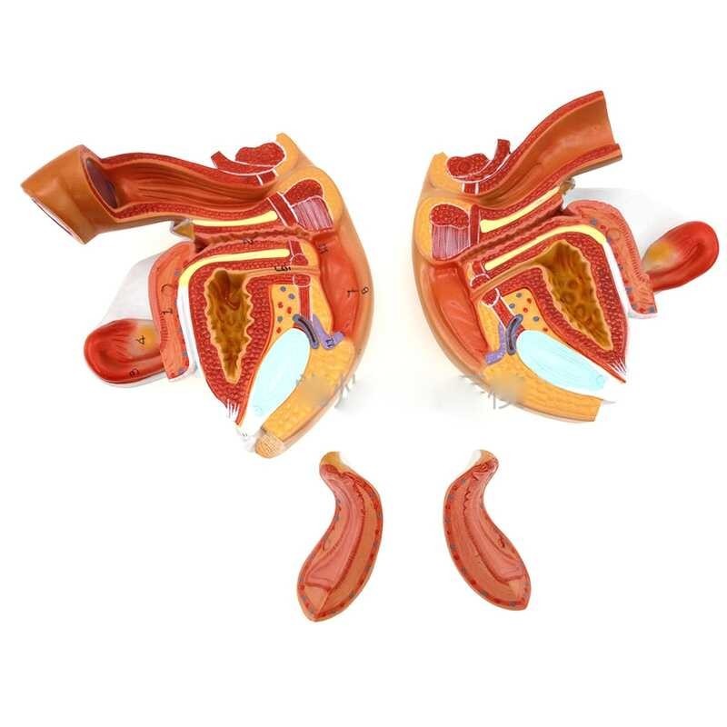 ￥ 4 Bagian Pendidikan Seks Anatomi Medis Model Sistem Genital Manusia Wanita