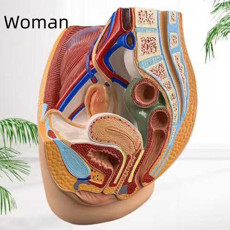 ￥ 1:1 Pria Vagina Anatomik Ukuran Hidup Sagital Median Bagian Keselamatan Manusia Wanita Peic Str