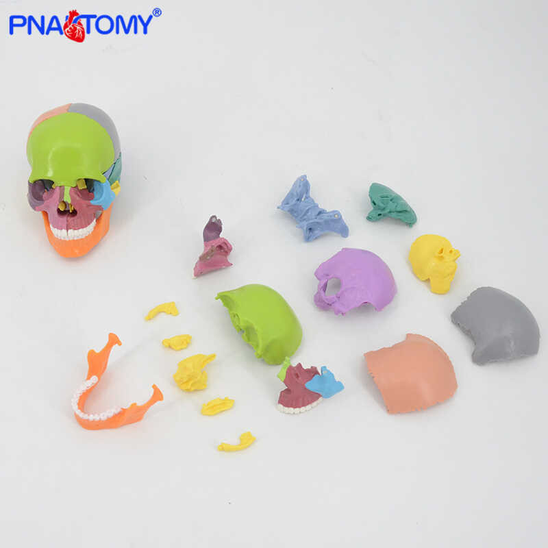

￥ 15Pcs/Se 4D Disassembled Color Anaomical Model Deachable Medical Teaching Tool Colored Skull An