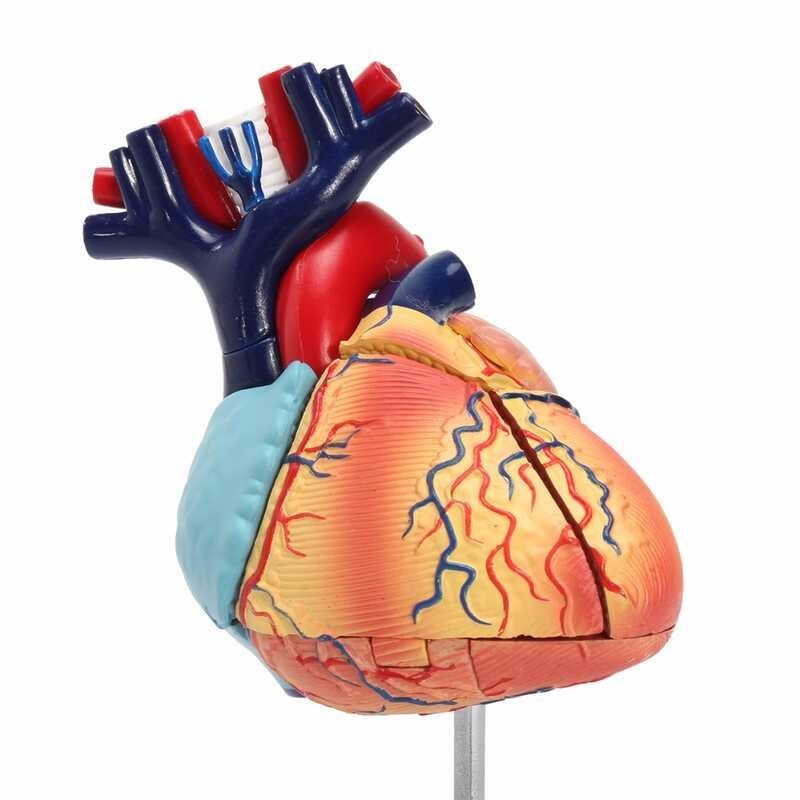 ￥ 4D Disassembled Anatomical Human Heart Model Anatomy Medical Teaching Tool