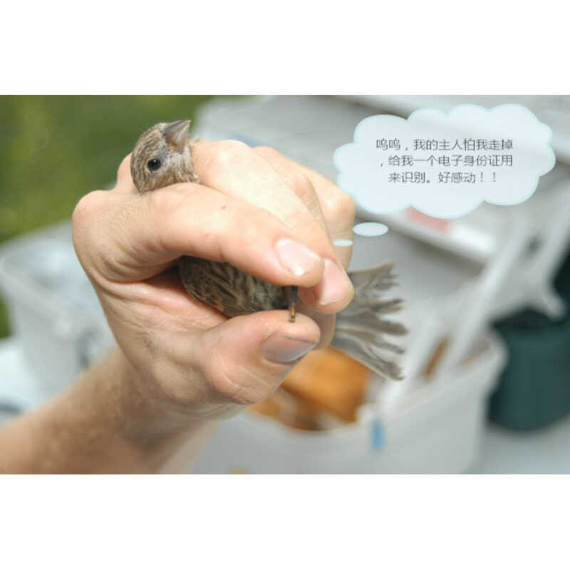 

Tag FDX PIT 1.4 x 8.5 mm fingerling ikan reptil kecil tag UID