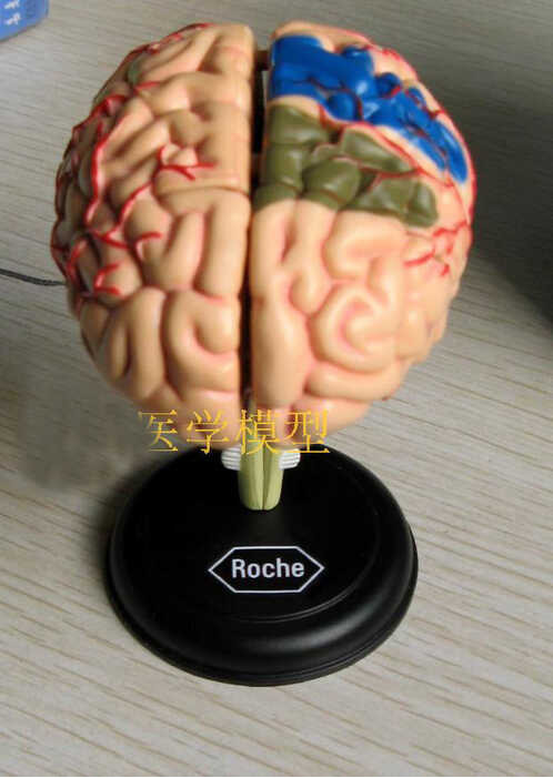 ￥ 4D Model Otak Manusia Anatomik 9.3*6.1*4.8Cm Dapat Untuk Penggunaan Medis Pengiriman Gratis