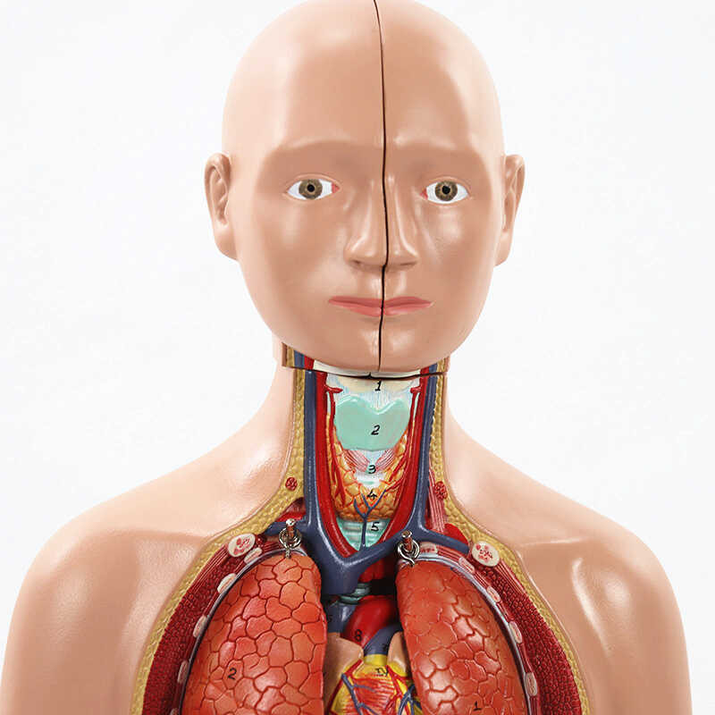 ￥ Torso 52Cm Body Anatomy Doll With Removable Organs 3D Human Organ Model Classroom Supplies Teac