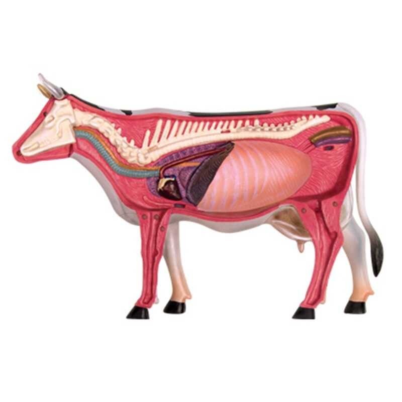 ￥ 4D Vision Cow Organ Anatomy Animal Puzzle Games For Children And Medical Students Veterinary Te