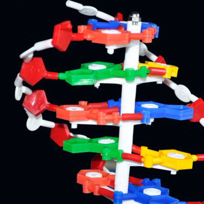 ￥ Model Struktur DNA 60 Cm Sekolah Menengah Pasangan Mengajar Biologi Genetik