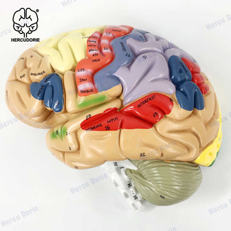 ￥ Otak Anatomik Manusia Untuk Neuroscience Teaching With Labels 2 Times Life Size Anatomy Model F