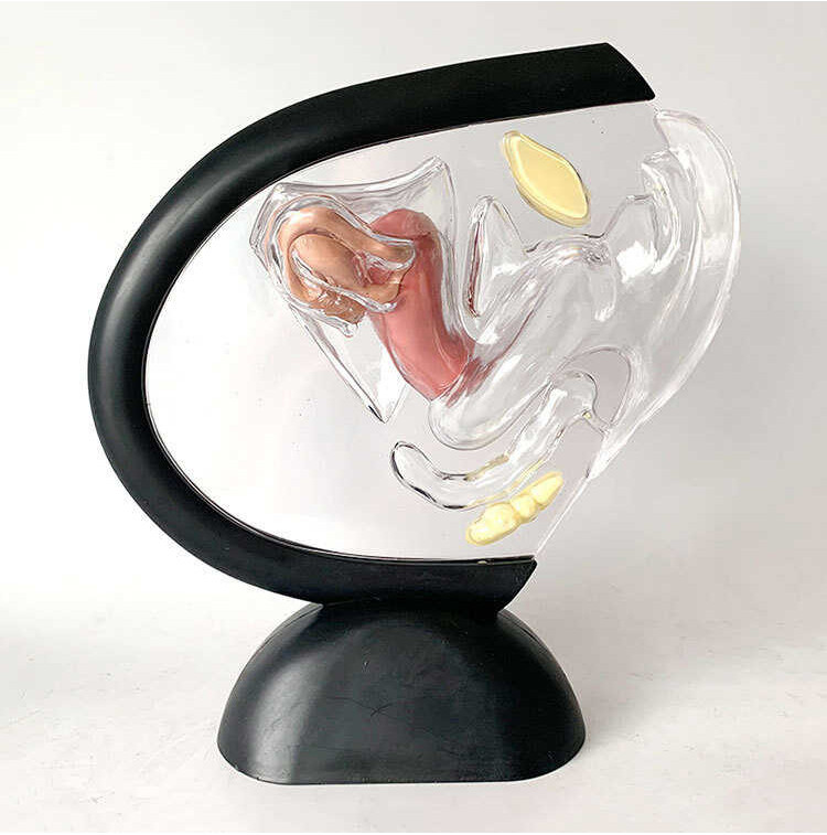 ￥ Uterus Transparent Visible Human Vagina Anatomical Female Reproductive Organ Model For Medical