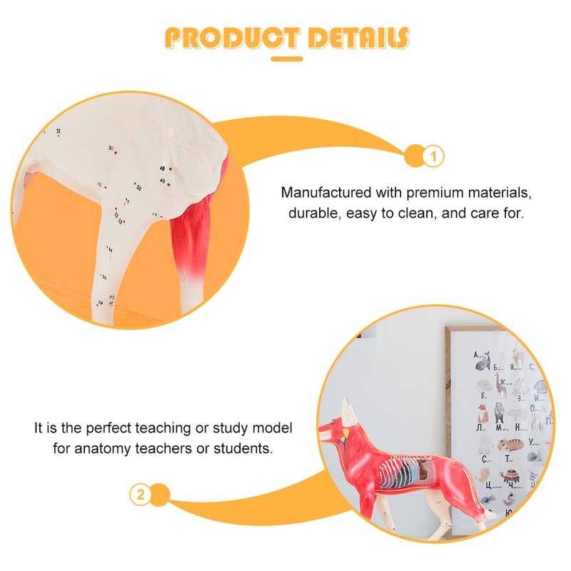 

￥ Anjing Acupoint Model Tools Anak