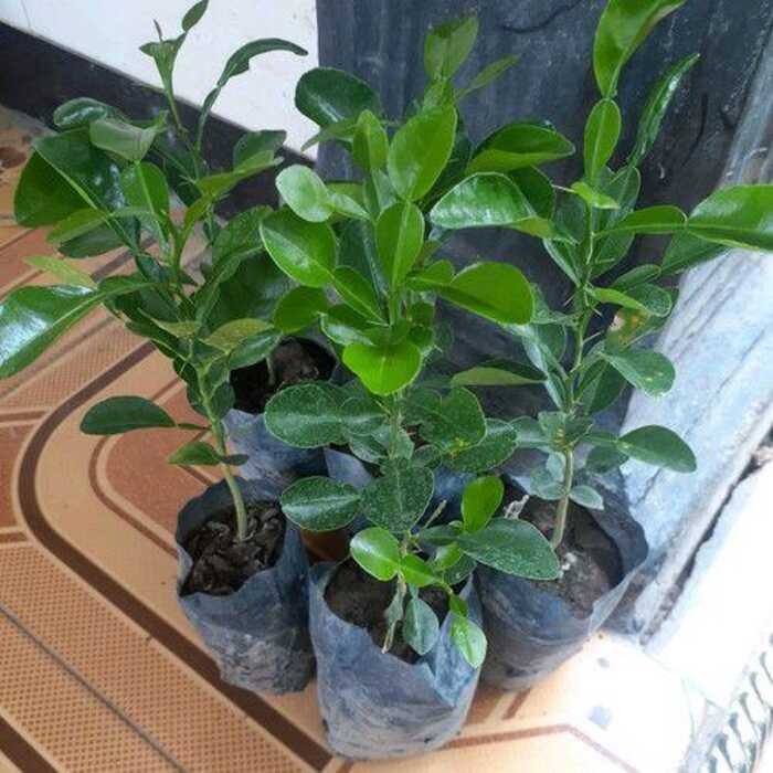 

(Ambil 4 Bonus 1)Bibit Jeruk Purut (BUBU MASAK PENYEDAP MASAKAN)