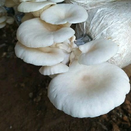 baglog jamur tiram / media tumbuh jamur tiram putih
