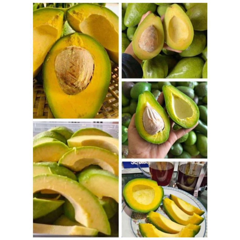 

Ready alpukat mentega 1 kg