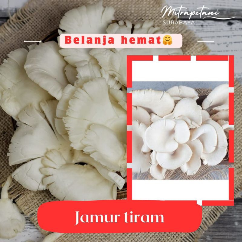 

Jamur tiram 100 gram/jamur tiram fresh