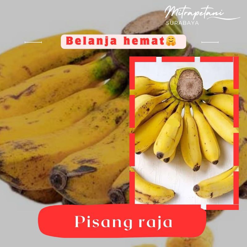 

Pisang raja/pisang raja 1 sisir/pisang raja segar