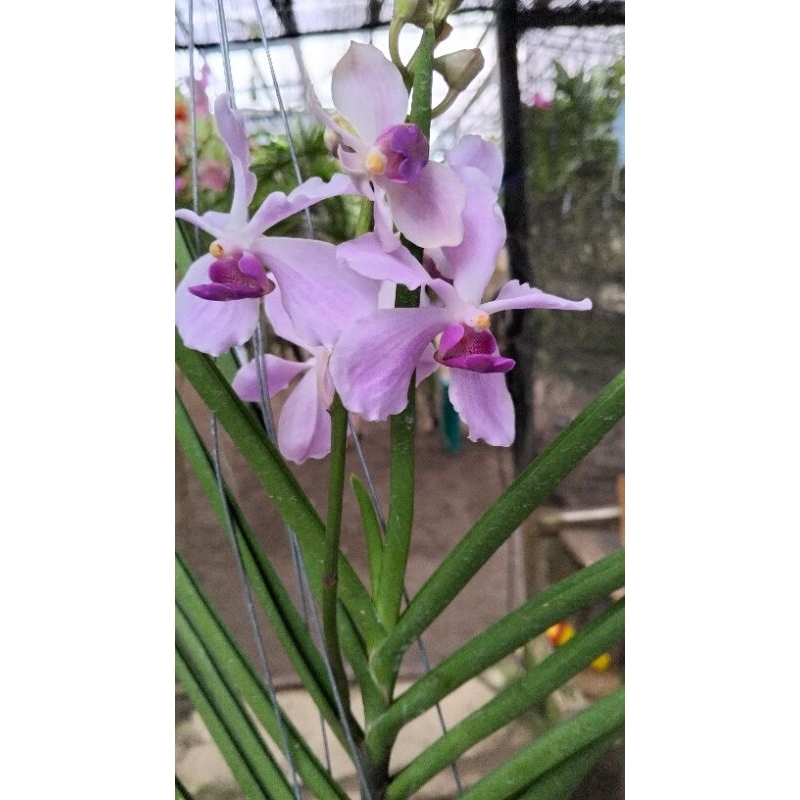 Vanda dewasa id licaina x coerulea