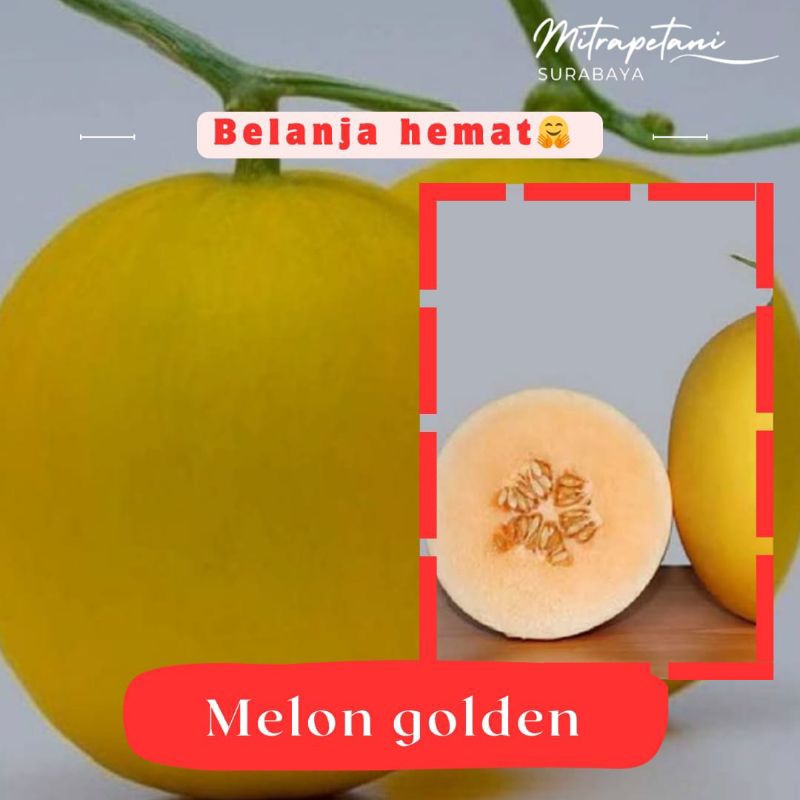 

Melon golden/melon golden segar/melon golden manis/buah fresh