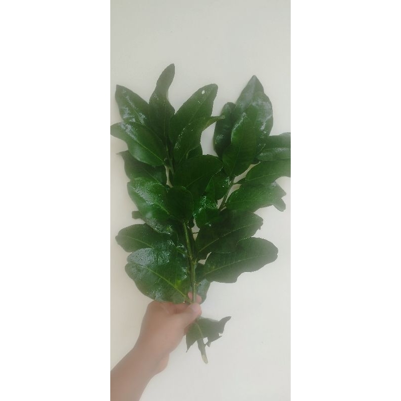 

Daun Jeruk Bali segar dari pohon