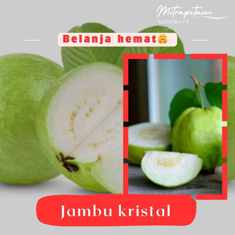 Jambu kristal, jambu kristal 1kg, jambu kristal fresh