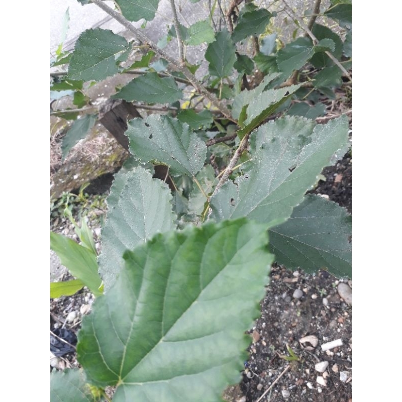 

Daun Murbei/Mulberry