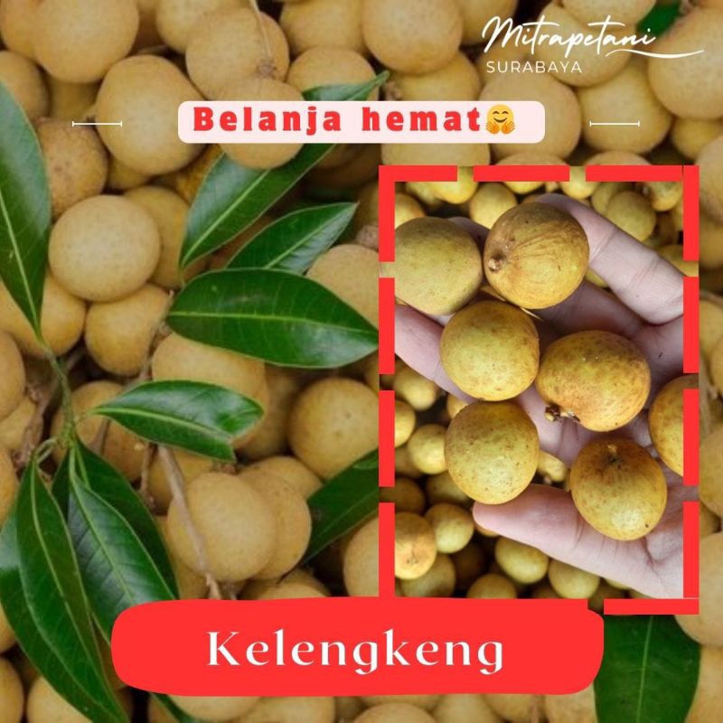

Kelengkeng/buah kelengkeng/kelengkeng segar