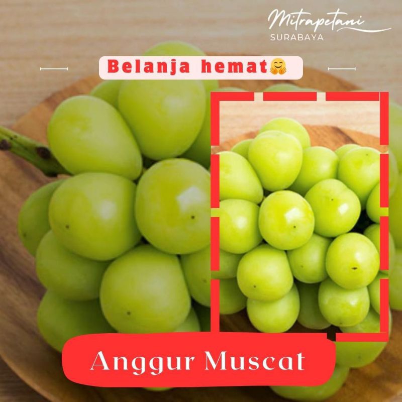 Anggur Muscat/anggur ijo/anggur Muscat segar