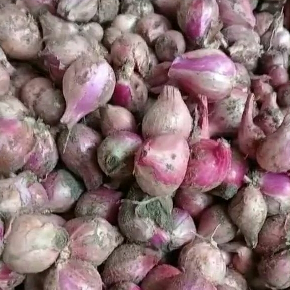 

PROMO 1 kg bawang merah uk sedang campur kecil