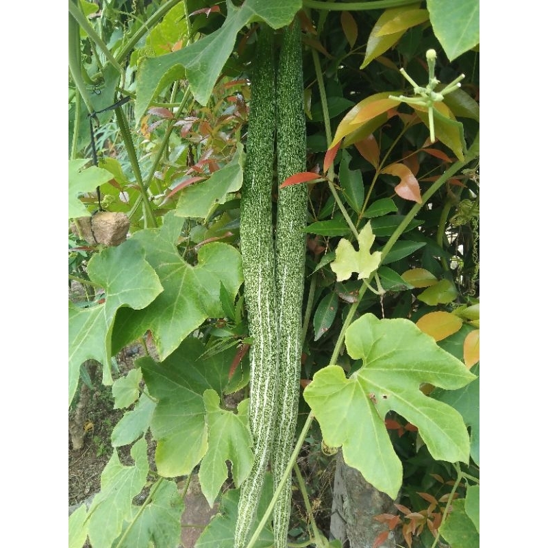 

PARE BELUT / BENIH PARE BELUT