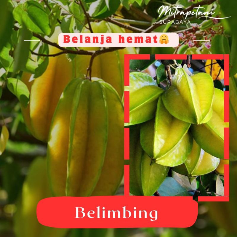 

Belimbing 1kg/belimbing segar/belimbing fresh/buah segar