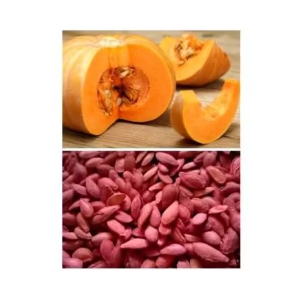 [TERLARIS] BENIH LABU KUNING SUPER 50 BIJI