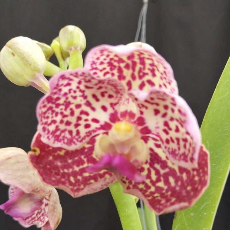 VANDA | ANGGREK VANDA ID WIRAT X GARDON DILLON RED
