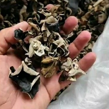 

Jamur kuping kering kecil