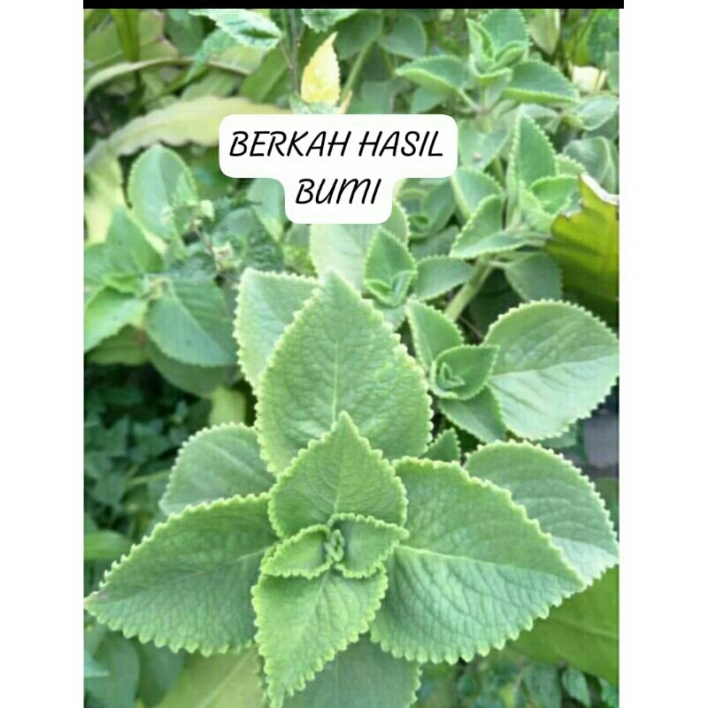 

OBRAL MURAH!!!10LEMBAR HERBAL ALAMI DAUN MINT FRES BARU DI PETIK