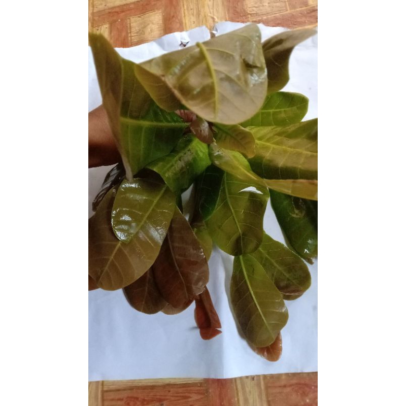 

Daun jambu mede/daun jambu monyet fress 1kg