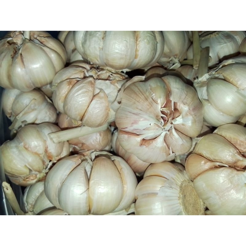 

bawang putih sinco 250gr