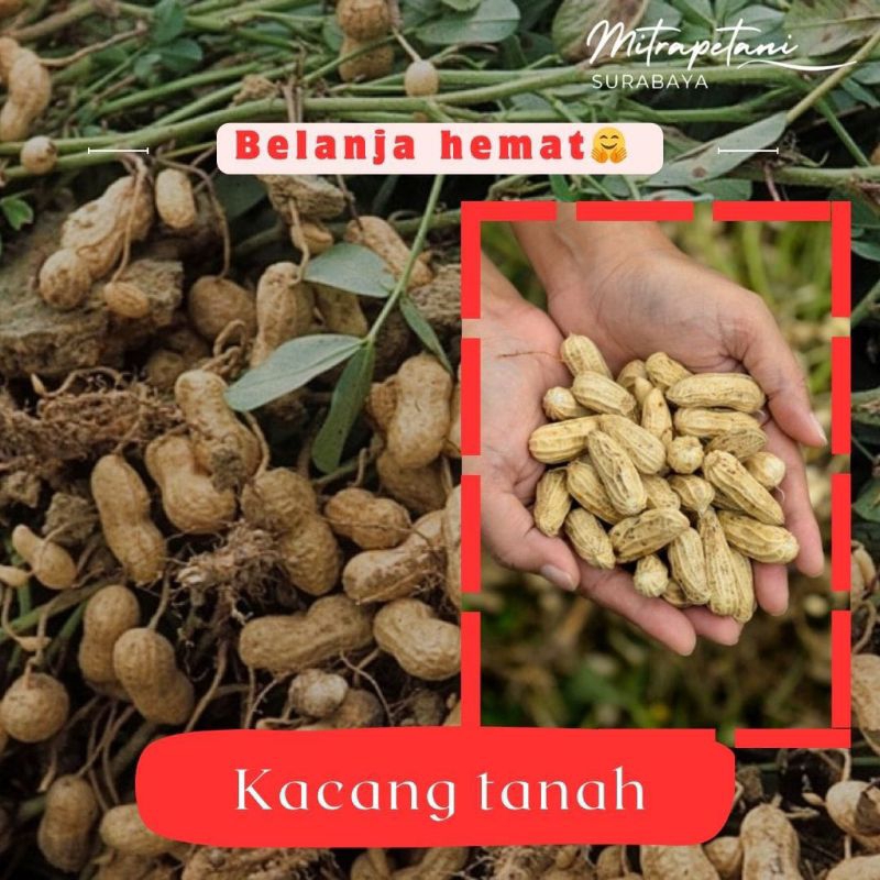 

Kacang tanah kulit/kacang tanah 250 gram