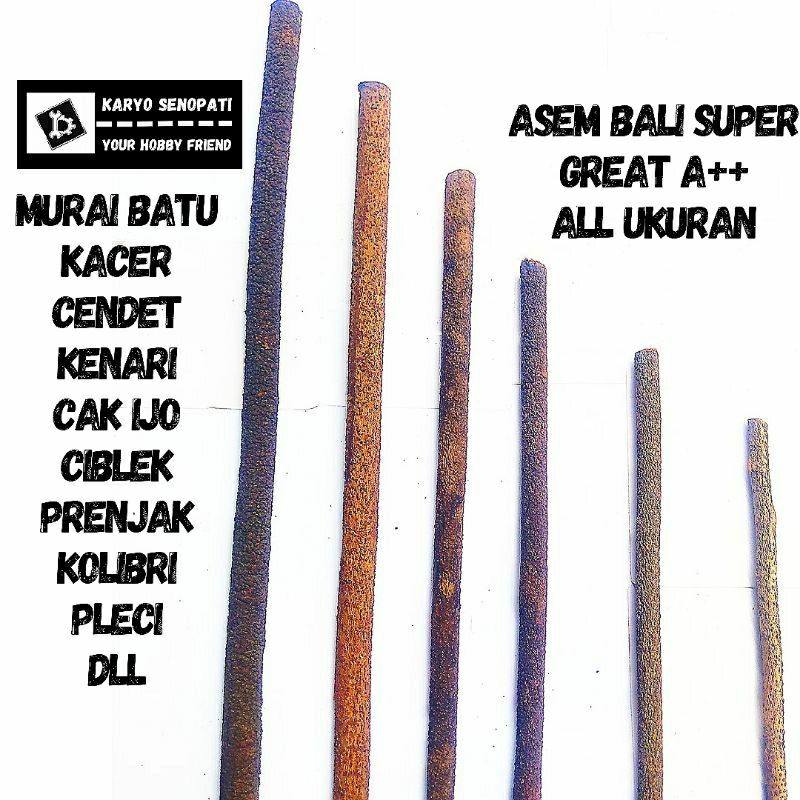 tangkringan asem Bali Super Great A++ murai batu,kacer,cak ijo,kolibri,pleci,&burung kecil