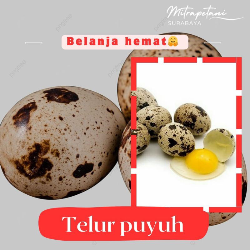

Telur puyuh/telur puyuh mentah 20 biji