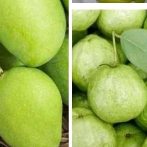

MANGGA MUDA RUJAK + JAMBU KRISTAL 1KG