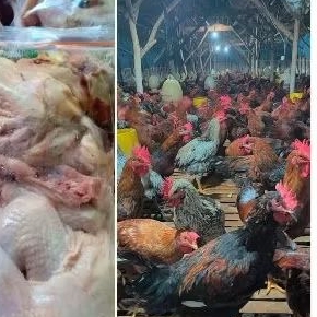 

ayam kampung murah