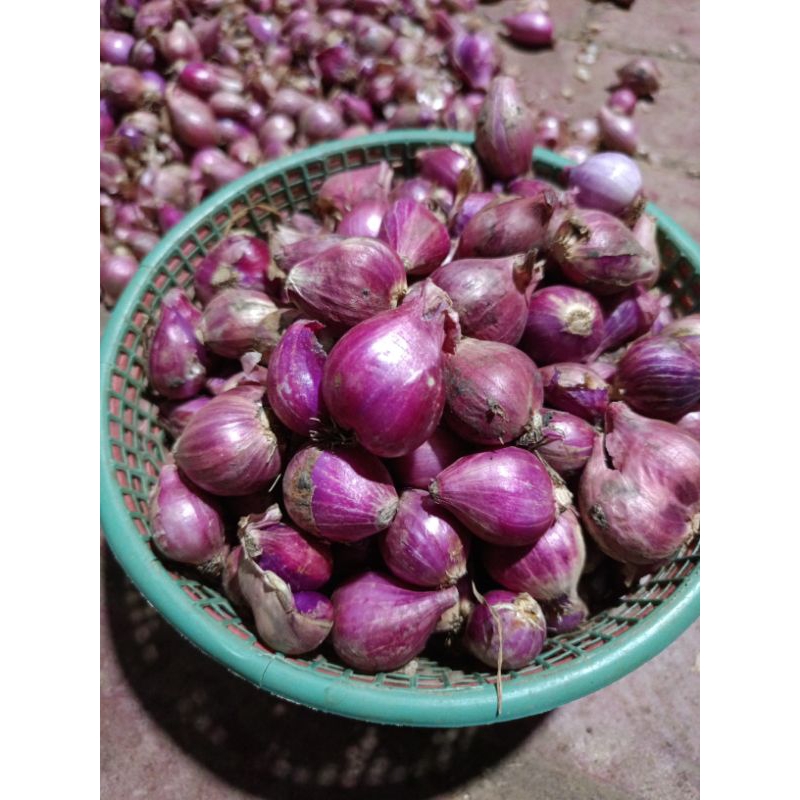 

BAWANG MERAH 1 kg - Sedang (FREE BAPUT)