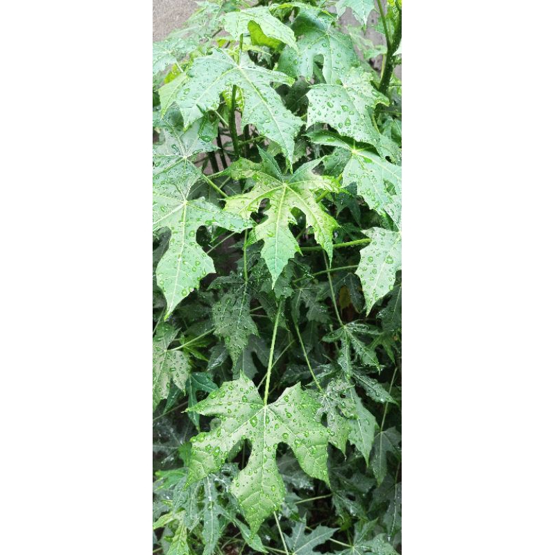 

Daun Pepaya Jepang Segar isi 30 lembar