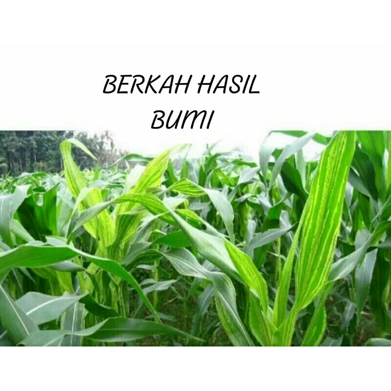 Teh_Teh Maniez 1Kg Benih Jagung Putih Ketan Pulut Fres Premium Siap Tanam