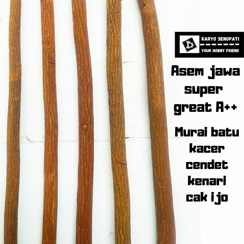 asem jawa super great A++ murai batu,kacer,cendet,kenari,cak ijo tangkringan sangkar burung