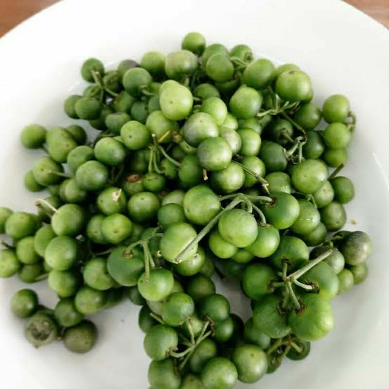 

Buah Pokak 250 gr, 500 gr, dan 1 kg. Takokak, Cepoka, Cokawana, Turkey berry, Terung mini, Rimbang, Solanum torvum