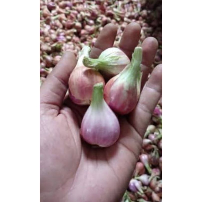 

bawang Sumenep super 1kg