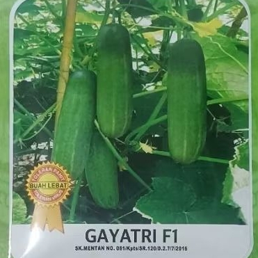 Benih Bibit Timun Tahan Virus GAYATRI F1 Isi 20 Gram (±800btr) YOU SEED