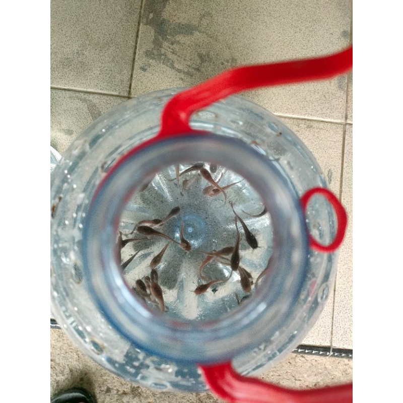 [45] Bibit lele termurah / lele Sangkuriang / ikan lele size 45