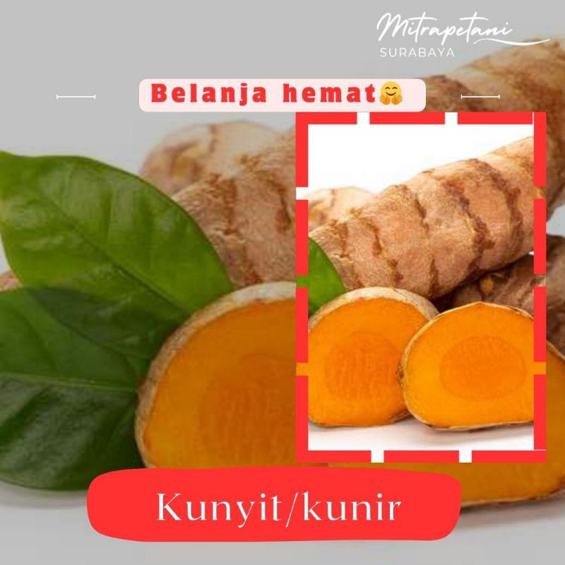 

Kunyit/kunir,kunyit rempah segar 500 gram, kunir, kunyit