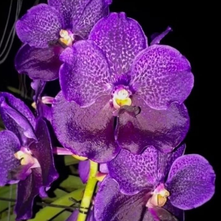 VANDA | ANGGREK VANDA DEWASA DR ANEK X SIMILAN